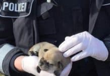 Herzlos: Hundewelpe auf Parkplatztoilette zurückgelassen
