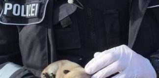 Herzlos: Hundewelpe auf Parkplatztoilette zurückgelassen