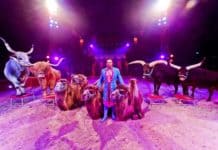 Zirkus Charles Knie kommt – Europas Top-Zirkus zu Gast in Flensburg
