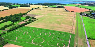 Maislabyrinth – Das „Irrland“ von Angeln