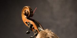 Flensburger Musiker: Martin Wind