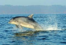 Unterwasserteam Flensburg