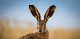 Junghasen nicht der Natur entnehmen