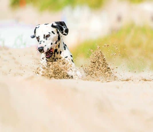 Hunde-Ratgeber