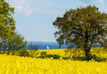 Rapsblüte 2021Gelbe Klimaschützer