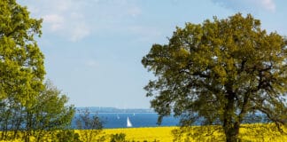 Rapsblüte 2021Gelbe Klimaschützer