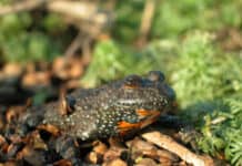 Open-Air im Stiftungsland