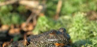 Open-Air im Stiftungsland