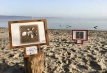 Neues Projekt der Büchereizentrale Schleswig-Holstein gestartet