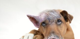 So überwindet man den inneren Schweinehund