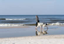 Reisen mit dem Hund: Tipps für eine gute Fahrt