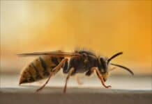 Erste Hilfe: So behandeln Sie Bienen- und Wespenstiche