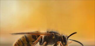 Erste Hilfe: So behandeln Sie Bienen- und Wespenstiche