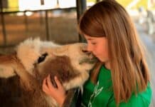 Im Esel- und Landspielhof Nessendorf Esel hautnah in begehbaren Freigehegen erleben