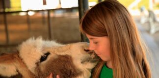 Im Esel- und Landspielhof Nessendorf Esel hautnah in begehbaren Freigehegen erleben