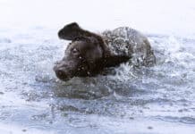Augen auf bei der Ohrengesundheit