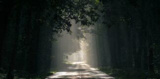 Achtung, Rehe unterwegs!