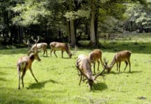 Herbstspaziergang durch Schleswig-Holstein