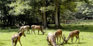 Herbstspaziergang durch Schleswig-Holstein