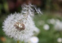 Das Gedenkportal – Trauerbewältigung auf digitale Weise