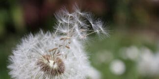 Das Gedenkportal – Trauerbewältigung auf digitale Weise