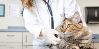 Zufrieden schnurren bis ins hohe Alter