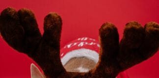 Mehr als 50 % der deutschen Haustiere können sich auf ein Weihnachtsgeschenk freuen