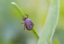 Zecken: Drei Argumente für das Impfen gegen FSME