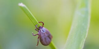 Zecken: Drei Argumente für das Impfen gegen FSME