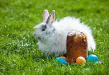 „Ostern in Gefahr!“ – Helft den Osterhasen!