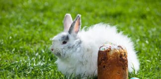 „Ostern in Gefahr!“ – Helft den Osterhasen!