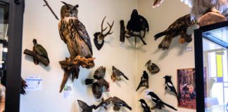 Waldmuseum Glücksburg