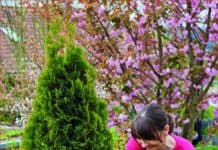 Immergrüne Gehölze brauchen biologische Vollwertkost