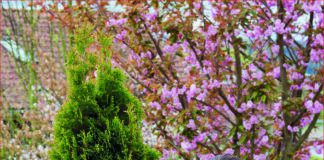 Immergrüne Gehölze brauchen biologische Vollwertkost