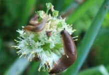 Der Schrecken mit den Schnecken: Der richtige Umgang mit den Plagegeistern in unseren Gärten