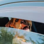 Hitze im Auto führt zu lebensbedrohlichen Situationen