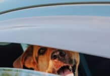 Hitze im Auto führt zu lebensbedrohlichen Situationen