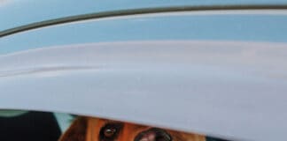 Hitze im Auto führt zu lebensbedrohlichen Situationen