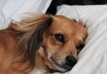 Der herzkranke Hund im Sommer