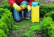 Gegen Wildwuchs im Garten vorgehen: Natürliche Fettsäuren gegen Unkraut