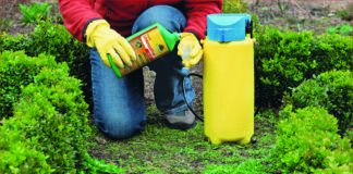 Gegen Wildwuchs im Garten vorgehen: Natürliche Fettsäuren gegen Unkraut