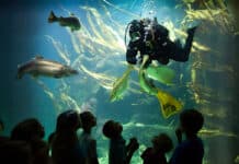 Tierische Begegnungen im echten Norden