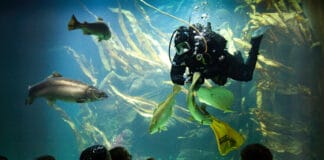 Tierische Begegnungen im echten Norden