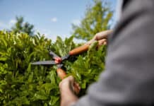 Standort, Platz und Wuchs: Diese Faktoren sind für die Heckenwahl entscheidend