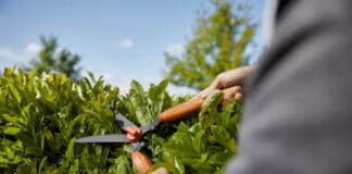 Standort, Platz und Wuchs: Diese Faktoren sind für die Heckenwahl entscheidend