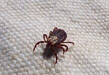 Zecken liegen auch im Herbst auf der Lauer