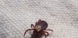 Zecken liegen auch im Herbst auf der Lauer