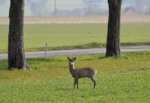 Achtung Wildunfälle! Verpflichtung zur Meldung von Wildunfällen