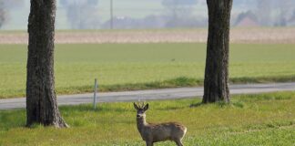 Achtung Wildunfälle! Verpflichtung zur Meldung von Wildunfällen