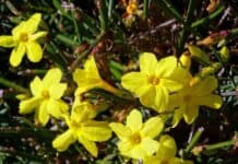 Winterblüher: Großer Auftritt an grauen Tagen